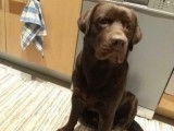 Labrador chocolat disponible pour saillie