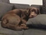 Labrador chocolat disponible pour saillie