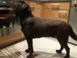 Labrador chocolat disponible pour saillie