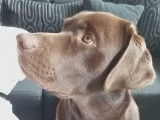Labrador chocolat disponible pour saillie