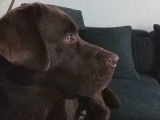 Labrador chocolat disponible pour saillie