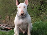Recherche femelle Bull Terrier pour saillie