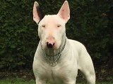 Recherche femelle Bull Terrier pour saillie