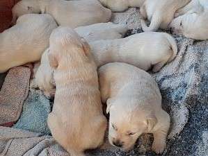 10 chiots Labradors dorés à vendre