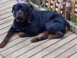 Propose Rottweiler LOF pour saillie