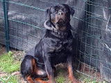 Propose Rottweiler LOF pour saillie