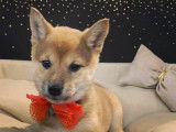Chiots de type Shiba Inu à vendre (1 femelle & 2 mâles)