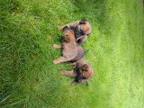 Chiots Bergers Malinois 8 semaines (disponibles de suite)