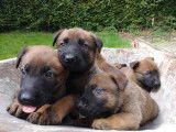 Chiots Bergers Malinois 8 semaines (disponibles de suite)
