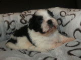 Adorables chiots Shih-Tzu à vendre
