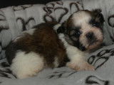 Adorables chiots Shih-Tzu à vendre