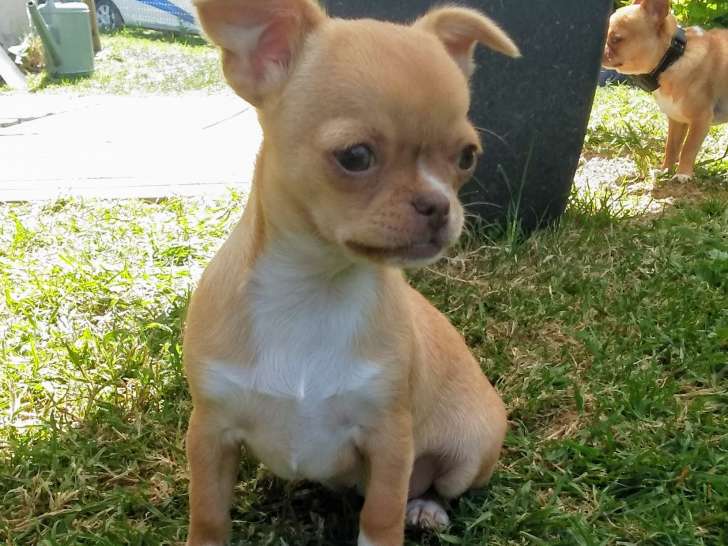 Chihuahua poil court