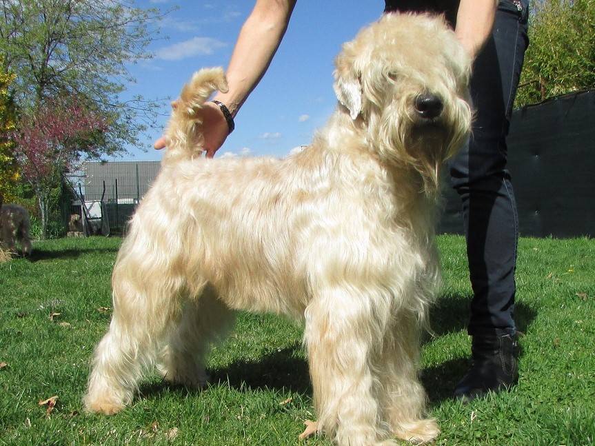 Chiots Terrier Irlandais à poils doux attendus pour début avril 2020 Petite Annonce chien