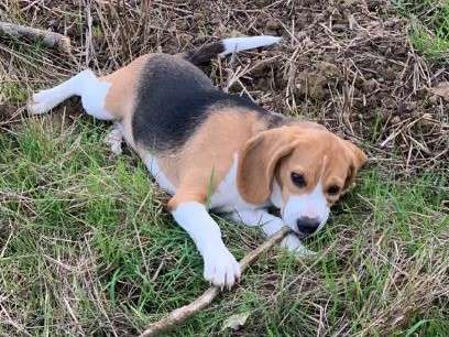 Vends jeune Beagle de 8 mois LOF