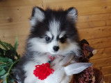 Chiots Pomsky F3/F4 pure lignée USA et Russie à vendre