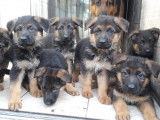 7 chiots Bergers Allemands à vendre (2 femelles & 5 mâles)