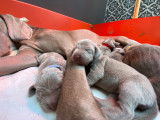 Chiots Braques de Weimar à vendre