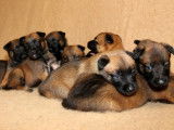 11 chiots Bergers Belges Malinois à vendre (7 femelles & 4 mâles)