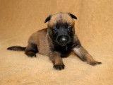 11 chiots Bergers Belges Malinois à vendre (7 femelles & 4 mâles)