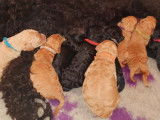 Chiots Caniche Royal à vendre