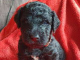 Chiots Caniche Royal à vendre