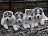 Superbes chiots Husky de Sib&eacute;rie LOF &agrave; vendre