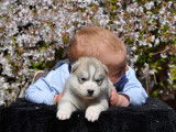 Superbes chiots Husky de Sib&eacute;rie LOF &agrave; vendre