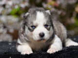 Superbes chiots Husky de Sib&eacute;rie LOF &agrave; vendre