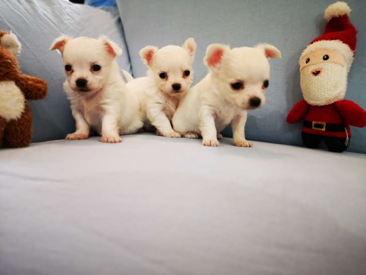 White Miniature Chihuahua Puppies