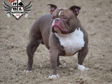 Chiots American Bully Pocket avec pedigree à réserver