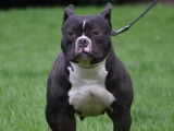 Chiots American Bully Pocket avec pedigree à réserver