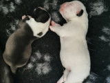 Chiots American Bully Pocket avec pedigree à réserver