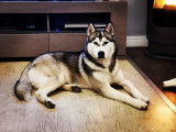 Husky de Siberie pour saillie