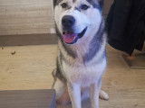 Husky de Siberie pour saillie