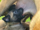 Chiot Berger Belge Malinois pedigree Saint-Hubert