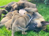 Chiot Berger Belge Malinois pedigree Saint-Hubert