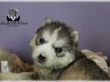 Chiots Siberian Husky LOF à vendre