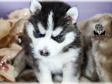 Chiots Siberian Husky LOF à vendre