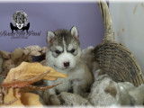 Chiots Siberian Husky LOF à vendre
