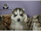 Chiots Siberian Husky LOF à vendre