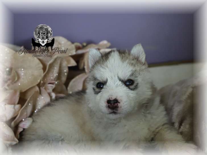 Chiots Siberian Husky LOF à vendre