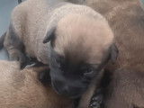 Chiots de type Berger Belge Malinois à vendre (6 mâles)