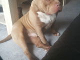 Chien adulte de type American Bully Mâle à vendre