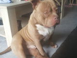 Chien adulte de type American Bully Mâle à vendre