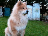Eurasier LOF disponible pour saillie