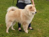 Eurasier LOF disponible pour saillie