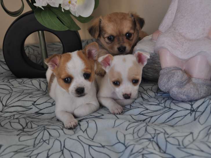 3 chiots Chihuahuas à vendre (3 mâles)