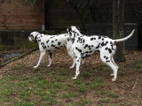 Chiots Dalmatiens LOF à réserver