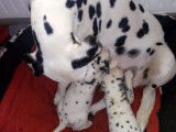Chiots Dalmatiens LOF à réserver