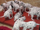 Chiots Dalmatiens LOF à réserver